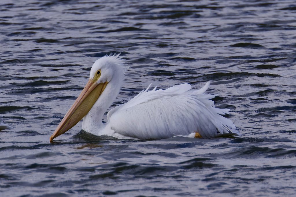 A. G. Rosales - Beautiful American white pelican gracefully swimming in Decatur, Alabama waters, showcasing nature's elegance.