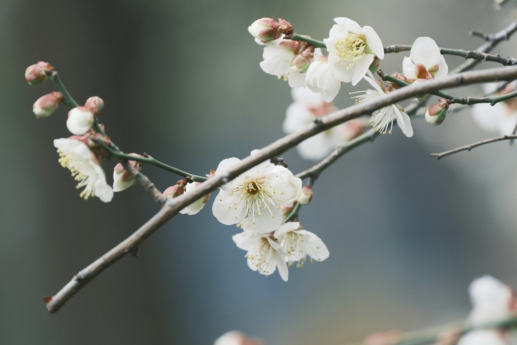 Joanie xie - Detailed view of white flowers in bloom on tree branch, evoking springtime.