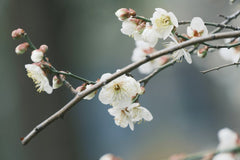 Joanie xie - Detailed view of white flowers in bloom on tree branch, evoking springtime.
