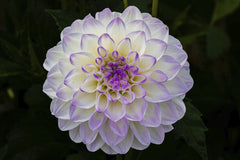 Siegfried Poepperl - Vibrant purple and white dahlia flower in full bloom, showcasing intricate petals.