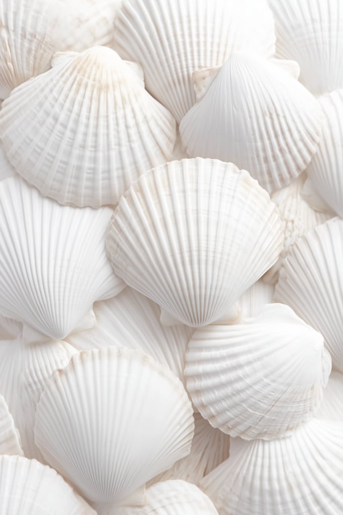 This artwork shows an arrangement of white scallop shells layered in a soft, airy composition.