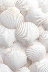 This artwork shows an arrangement of white scallop shells layered in a soft, airy composition.