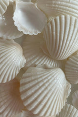 This artwork features an arrangement of white clam shells with ribbed textures.