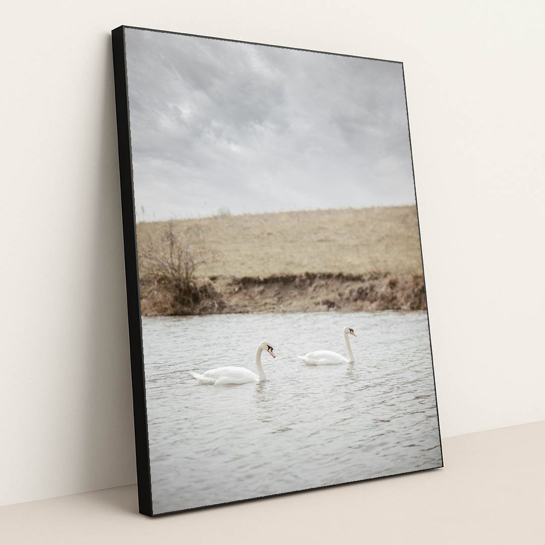 Two White Swans Swimming in a Calm River Near Grassy Bank by Yuliia Patrikhalkina - Black Frame Stretchiez