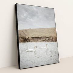 Two White Swans Swimming in a Calm River Near Grassy Bank by Yuliia Patrikhalkina - Black Frame Stretchiez