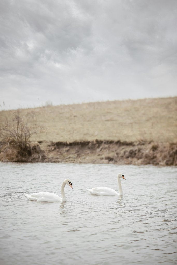 Two White Swans Swimming in a Calm River Near Grassy Bank by Yuliia Patrikhalkina