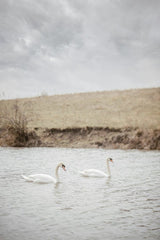 Two White Swans Swimming in a Calm River Near Grassy Bank by Yuliia Patrikhalkina