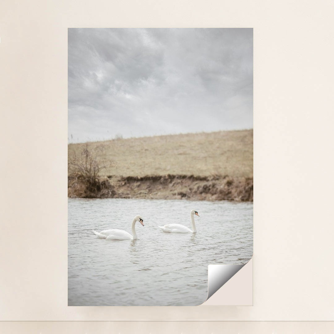 Two White Swans Swimming in a Calm River Near Grassy Bank by Yuliia Patrikhalkina - Peeliez