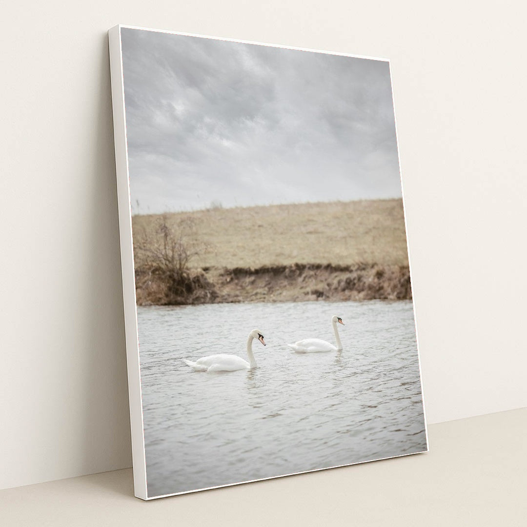 Two White Swans Swimming in a Calm River Near Grassy Bank by Yuliia Patrikhalkina - White Frame Stretchiez