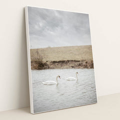 Two White Swans Swimming in a Calm River Near Grassy Bank by Yuliia Patrikhalkina - White Frame Stretchiez
