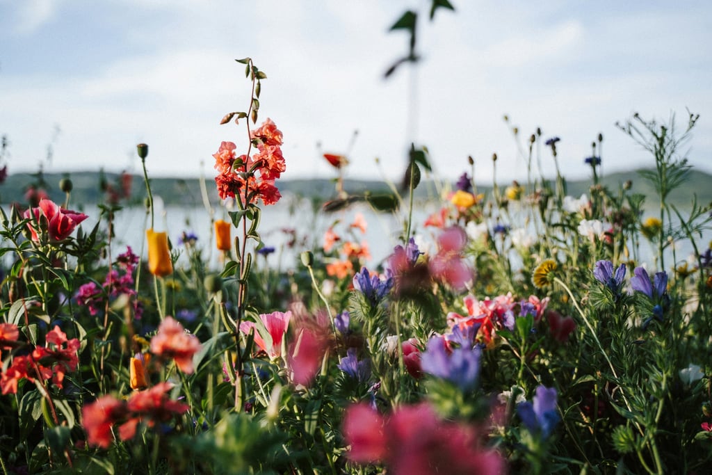 Wildflower Meadow by the Water by Elisabeth Jurenka