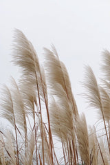 This artwork features tall beige pampas grass stems against a pale sky.