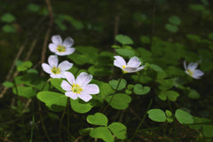 Forhad Hossain - White wood sorrel flowers blooming among vibrant green leaves in a forest setting.