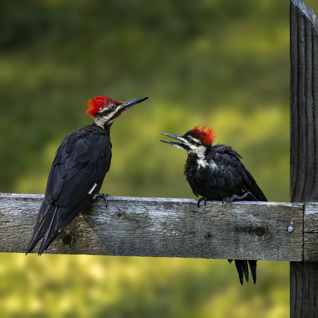 Skyler Ewing - Two Pileated Woodpeckers perched on a wooden fence in a serene green outdoor setting.
