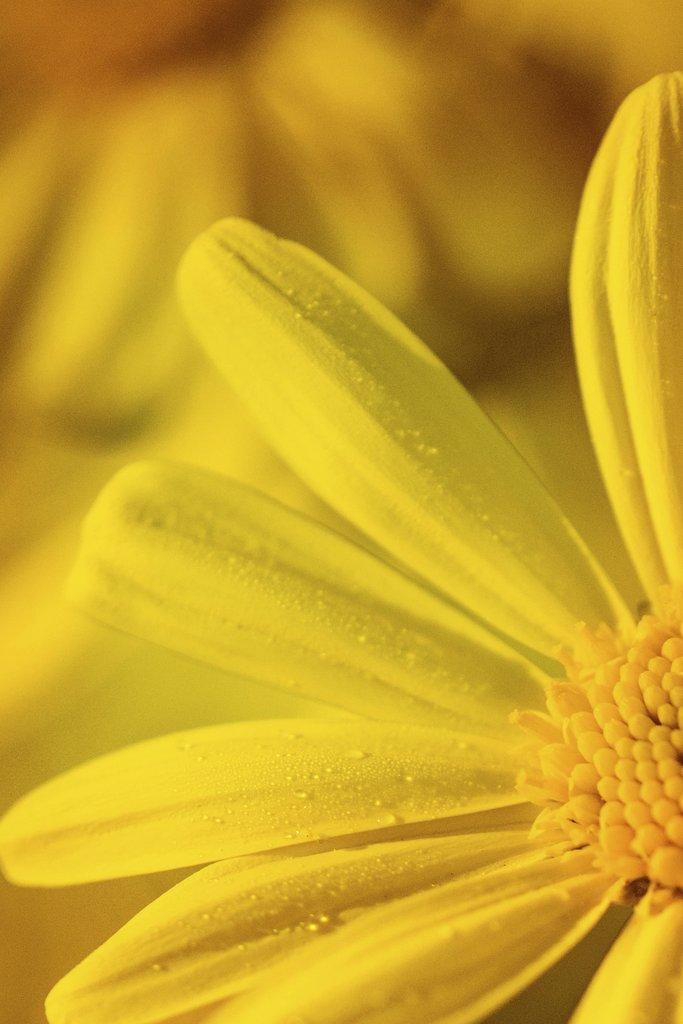 Kat Smith - Macro image of a dew-kissed yellow flower showing detailed petals and vibrant color