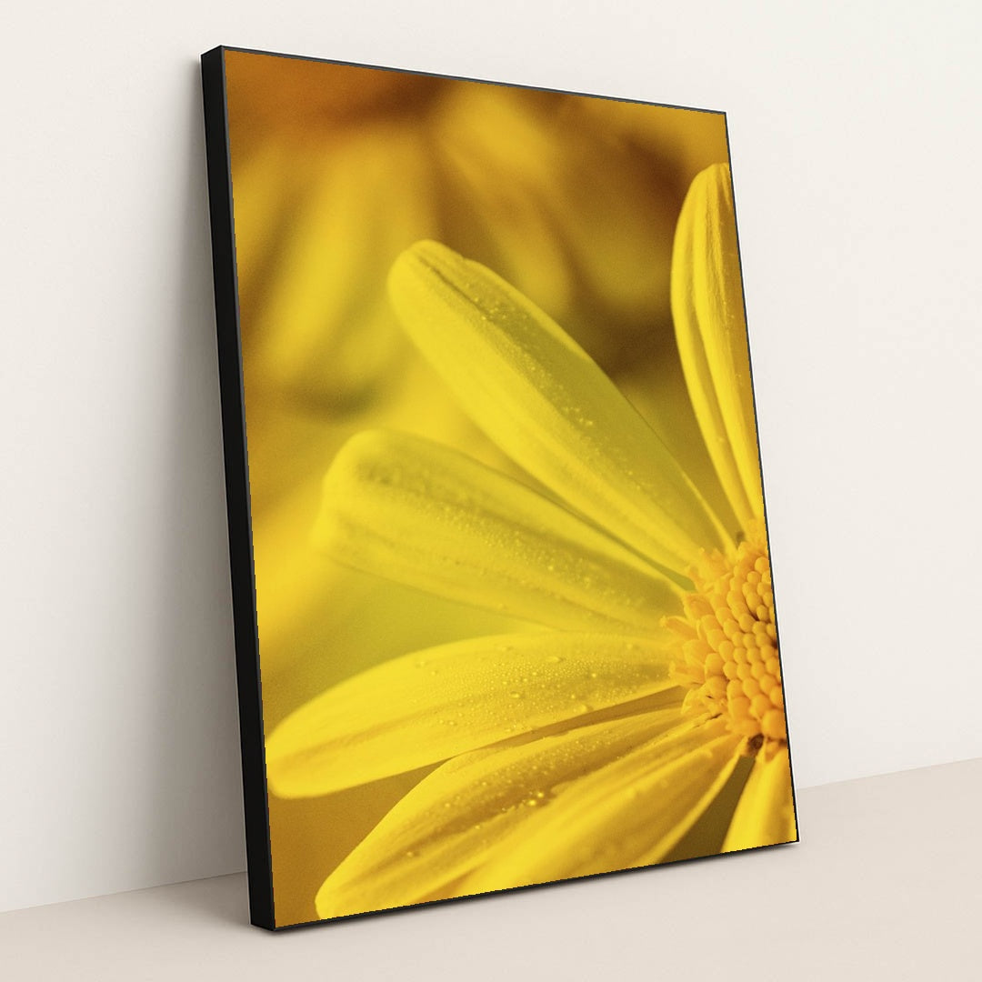 Dew-Kissed Yellow Flower Macro by Kat Smith - Black Frame Stretchiez
