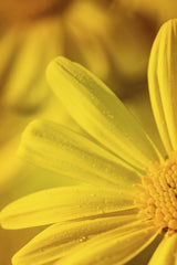 Dew-Kissed Yellow Flower Macro by Kat Smith