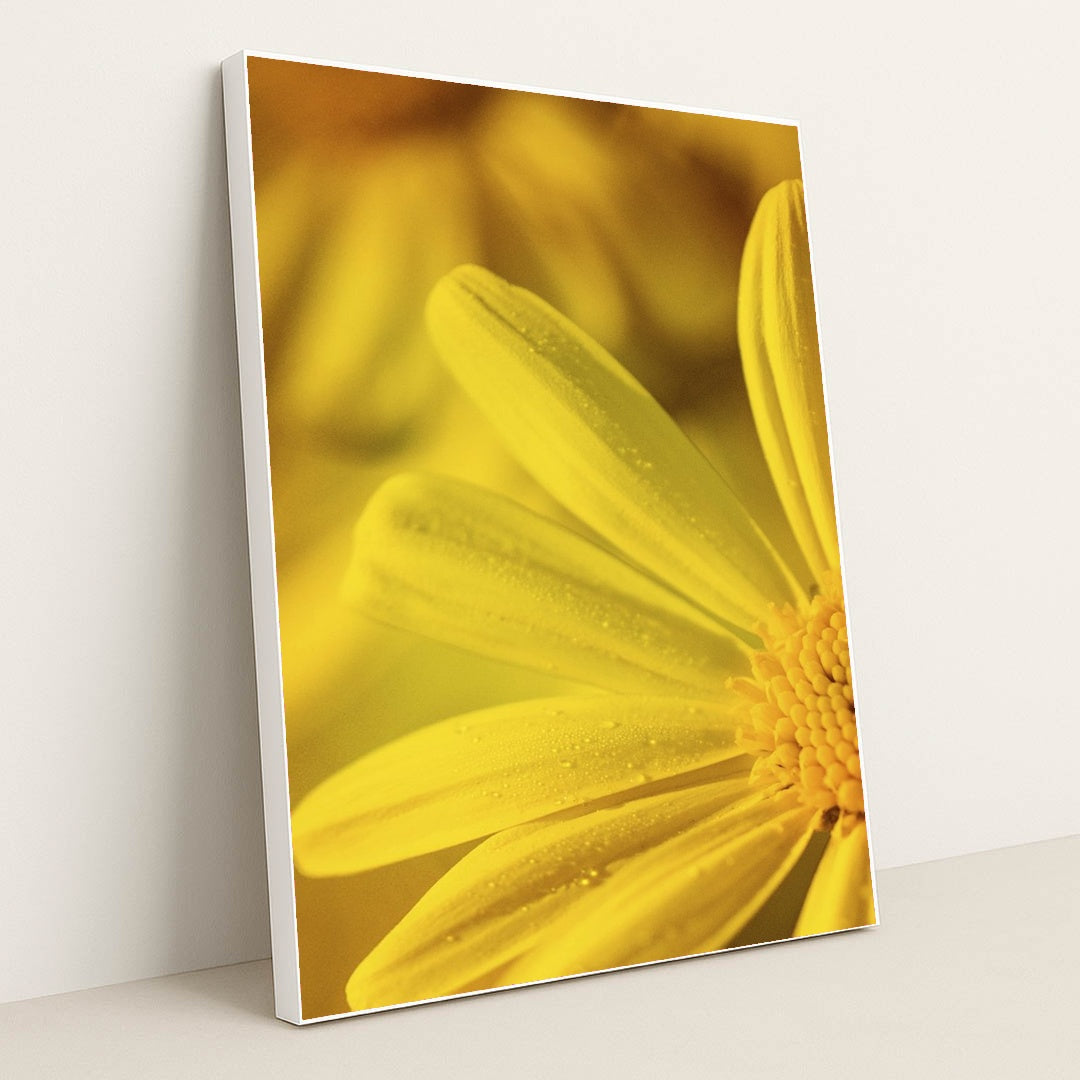 Dew-Kissed Yellow Flower Macro by Kat Smith - White Frame Stretchiez