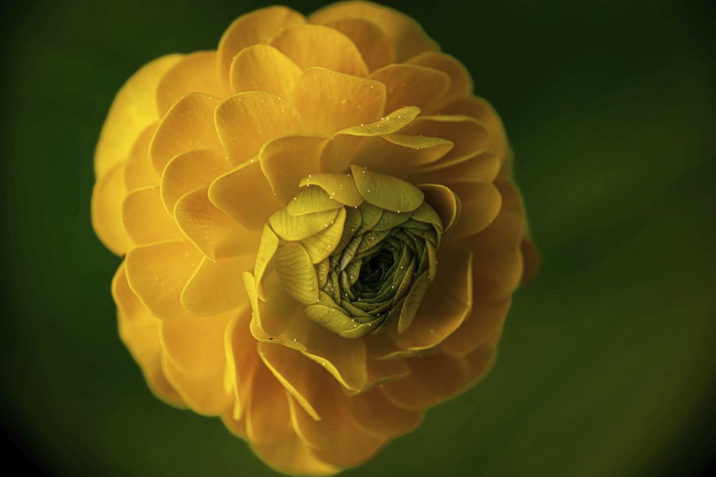 skigh_tv - Stunning macro of a yellow ranunculus showcasing delicate petals against a blurred green background.