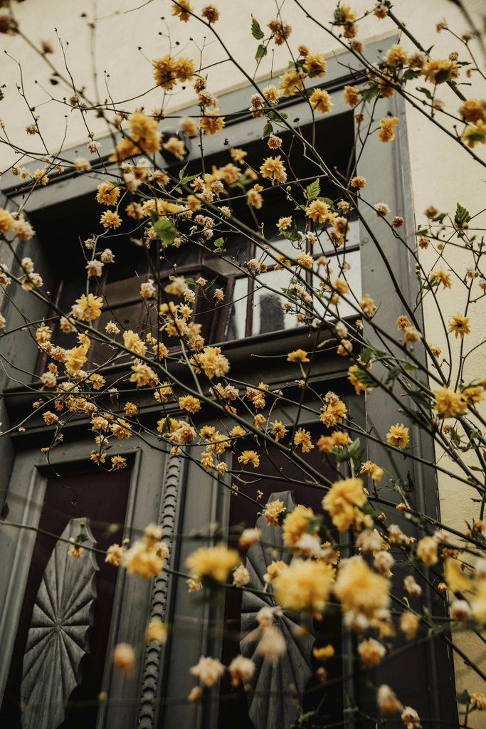 Alesia  Kozik - Vibrant yellow flowers against a historic window in Erfurt, Germany.