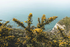 Matt Hardy - Bright yellow gorse flowers blooming on the scenic cliffs of Étretat, Normandy.