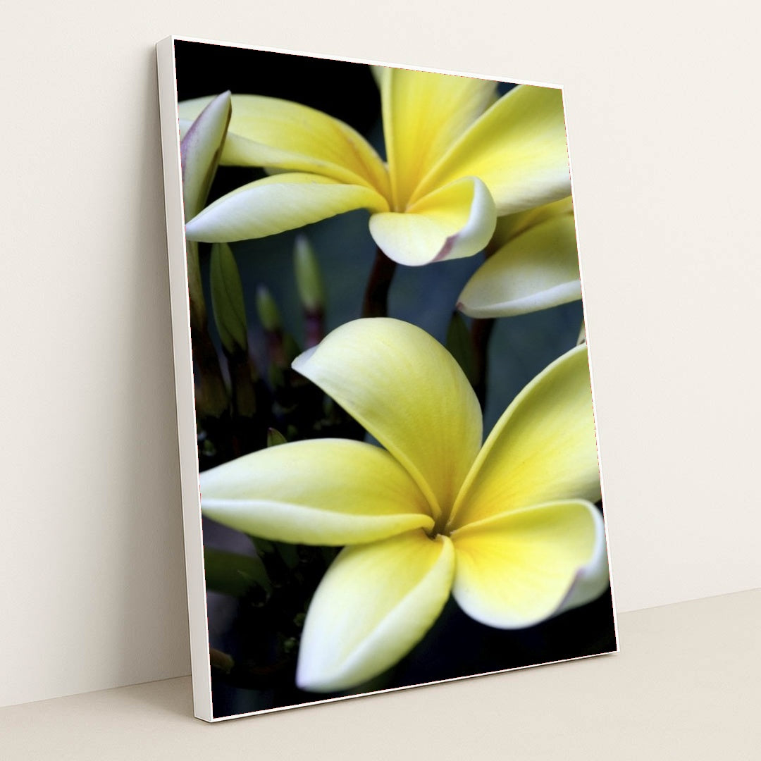 7090297733155 - Product Image