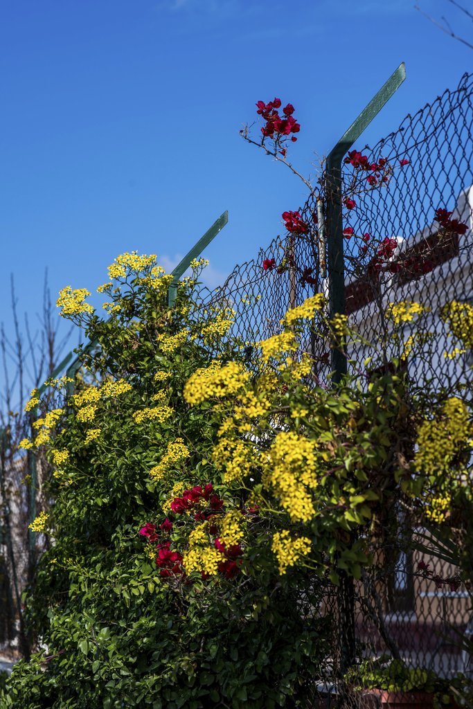Victor  Moragriega - Bright yellow and red flowers climbing a metal fence under a clear blue sky.