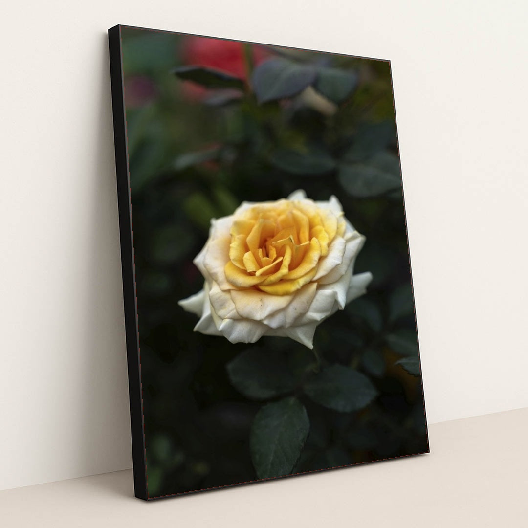 7090353733667 - Product Image