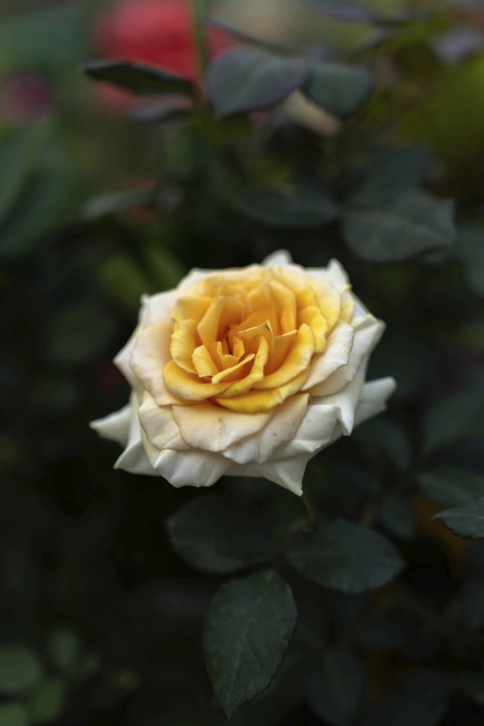 Manish Sharma - Rose