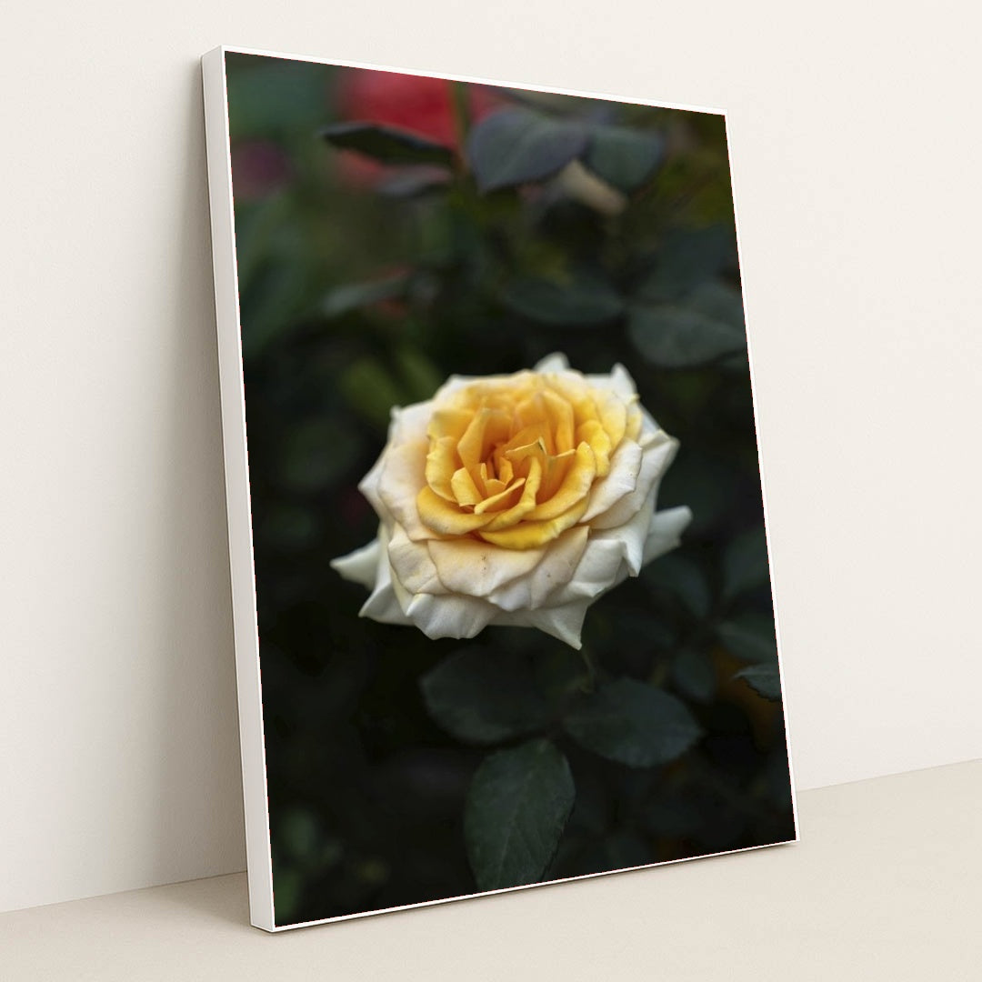 7090353733667 - Product Image