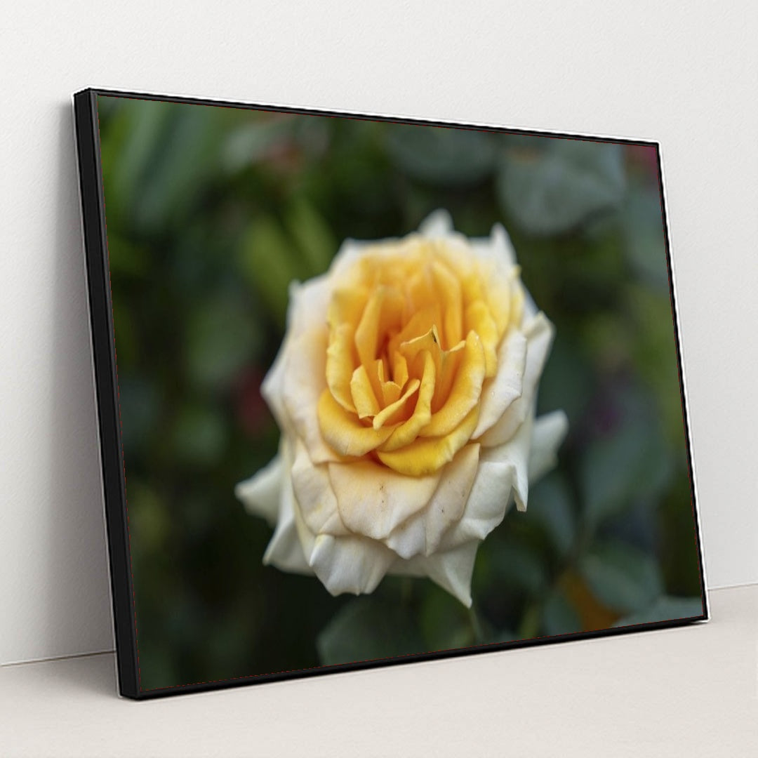 7090346885155 - Product Image