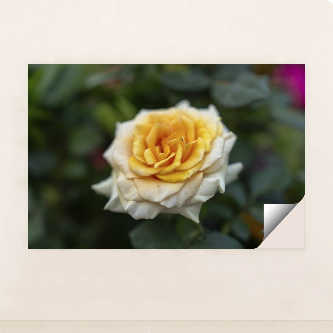 7090346885155 - Product Image