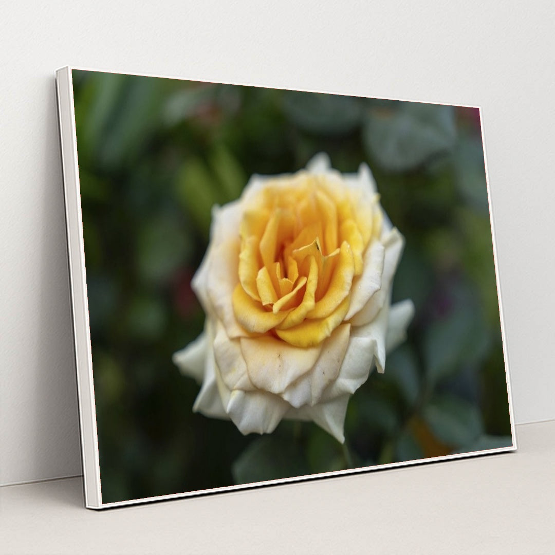 7090346885155 - Product Image