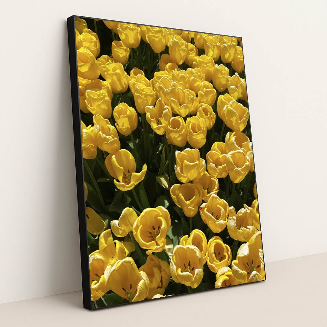 Vibrant Yellow Tulips in Bloom by N M - Black Frame Stretchiez