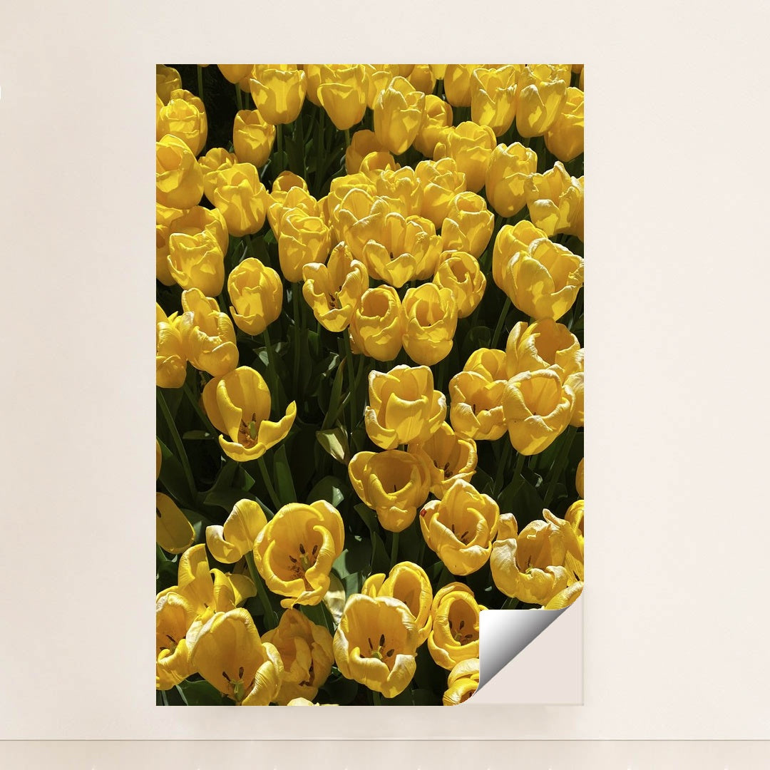 Vibrant Yellow Tulips in Bloom by N M - Peeliez