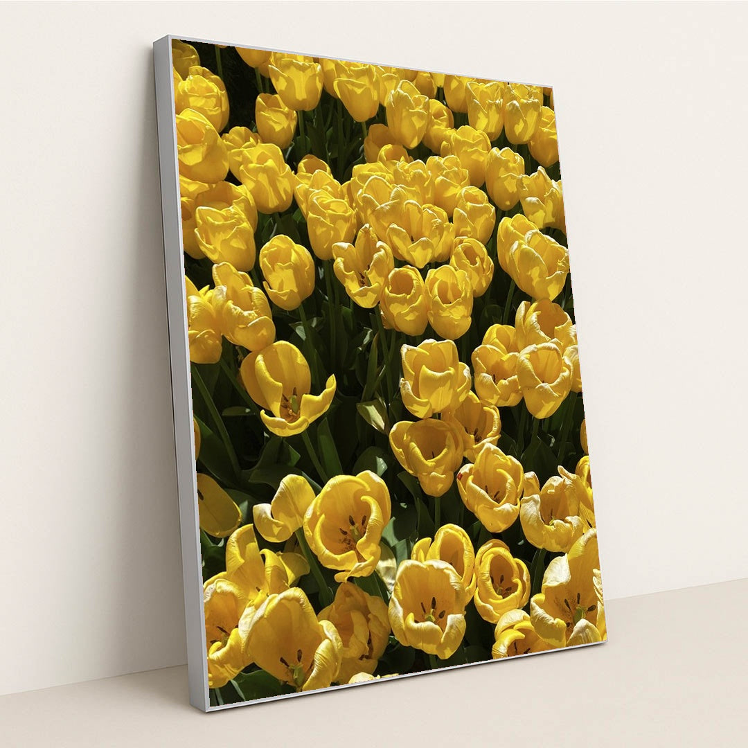 Vibrant Yellow Tulips in Bloom by N M - Silver Frame Stretchiez