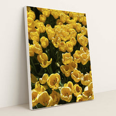 Vibrant Yellow Tulips in Bloom by N M - White Frame Stretchiez