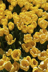 N M - A stunning display of vibrant yellow tulips in full bloom, capturing the essence of springtime beauty.