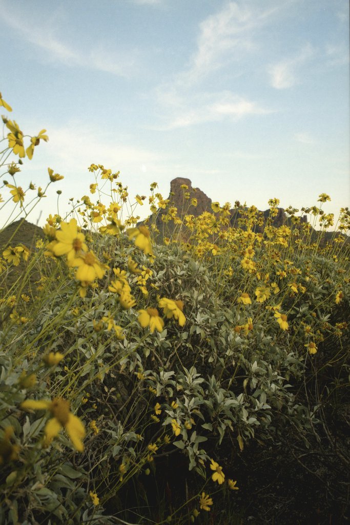 Tom Fisk - Stunning view of yellow wildflowers against rugged Arizona desert backdrop.