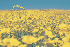 Tim Mossholder - Expansive yellow wildflower field under a bright blue sky in summer.
